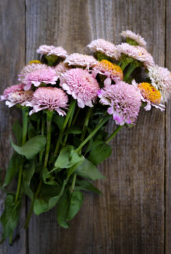 Zinnia Zinderella Lilac LAH 2025 web _DSF6275 scaled