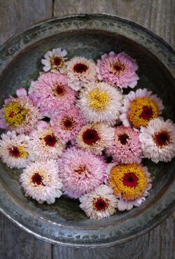 Zinnia Zinderella Lilac LAH 2025 web _DSF6281 scaled