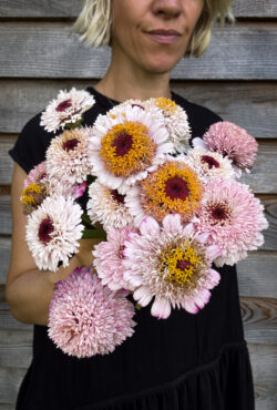 Zinnia Zinderella Lilac LAH 2025 web IMG_2271 scaled