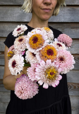 Zinnia Zinderella Lilac LAH 2025 web IMG_2271 scaled