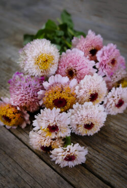 Zinnia Zinderella Lilac LAH 2025 web_DSF6278 scaled