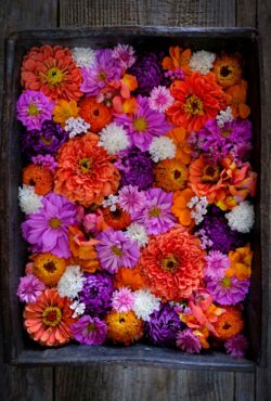 Joy flower bundle 5 web scaled