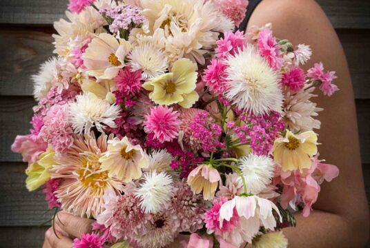 Pastels Cutting Flower Bundle seed collection