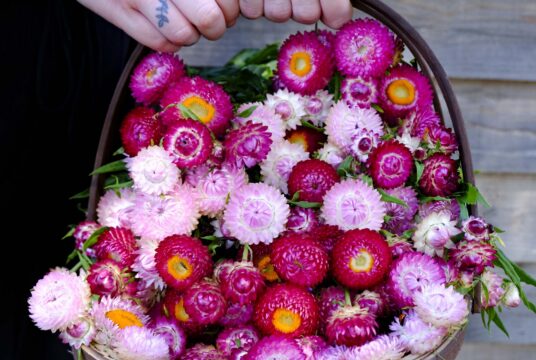 Straw Flower Swiss Giants LAH 2025 web _DSF6202 2 scaled