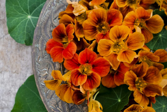 Nasturtium Tip Top Mahogany LAH Cover Crop _DSF2769 scaled e1772641296773