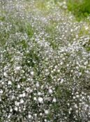 Babys Breath Snowflake LAH 2025 web _DSF6912 scaled