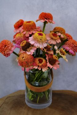 Zinnia Zinderella Peach LAH 2025 web _DSF6292 1 scaled