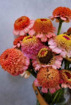 Zinnia Zinderella Peach LAH 2025 web _DSF6293 1 scaled