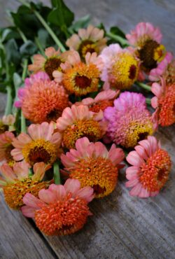 Zinnia Zinderella Peach LAH 2025 web _DSF6302 1 scaled