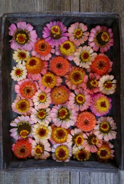 Zinnia Zinderella Peach LAH 2025 web _DSF6307 1 scaled