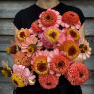 Zinnia Zinderella Peach LAH 2025 web IMG_2281 2 scaled