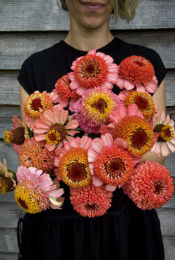 Zinnia Zinderella Peach LAH 2025 web IMG_2281 2 scaled