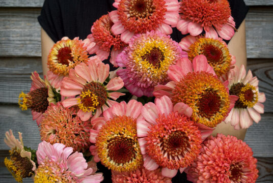 Zinnia Zinderella Peach LAH 2025 web IMG_2281 2 scaled