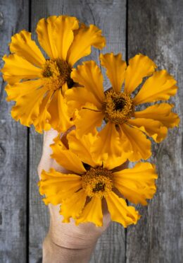 Marigold Lucys Starburst 1 scaled 1