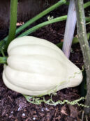 Squash White Pearl 2