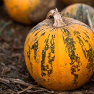 Pumpkin Penelopa 3 scaled 1