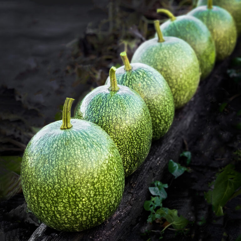 Squash sharks fin melon 1