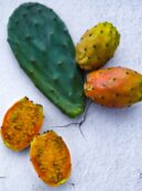 Prickly Pear 1 scaled 1