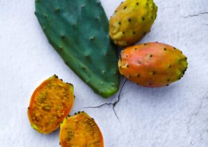 Prickly Pear 1 scaled 1