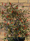 Chilli Zimbabwe Black 2