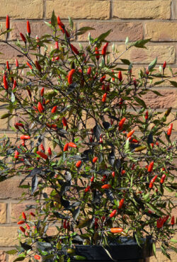 Chilli Zimbabwe Black 2