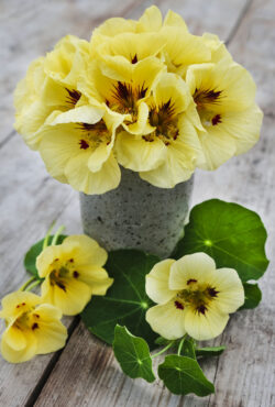 Web Crop Peach Melba nasturtium_DSF2809 scaled 1