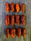 Super Hot Chilli Leviathan Gnarly Scorpion LAH 2025 web _DSF8643 scaled