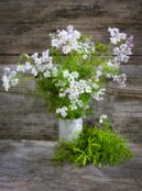 Herb Confetti Coriander LAH 2025 web _DSF5542 scaled