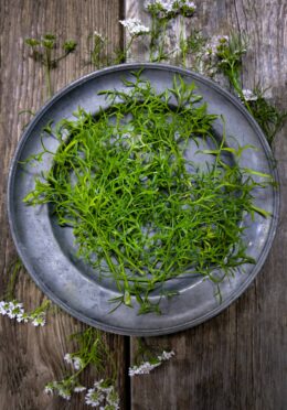 Herb Confetti Coriander LAH 2025 web _DSF5547 scaled