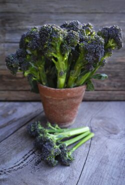 Sprouting Broccoli Rudolph LAH 2025 web _DSF2451 scaled