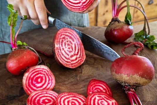 Beetroot Chioggia LAH 2025 web IMG_3872 scaled