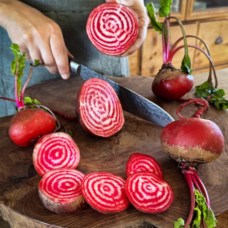 Beetroot Chioggia LAH 2025 web IMG_3872 scaled