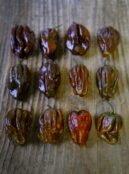 Chilli Chocolate Habanero LAH 2025 web _DSF8671 scaled