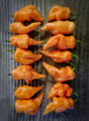 Sweet Pepper Habanada LAH 2025 web _DSF8633 scaled