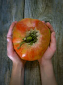 Tomato Brandywine LAH 2025 web _DSF8542 scaled