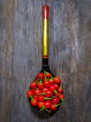 Chilli Chiltepin LAH 2025 web _DSF8461 scaled