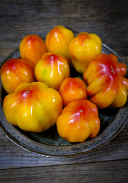 Tomato California Tulip LAH 2025 web _DSF7850 1 scaled