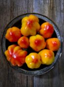 Tomato California Tulip LAH 2025 web _DSF7848 scaled