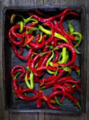 Sweet Pepper Spiralus LAH 2025 web _DSF8518 scaled