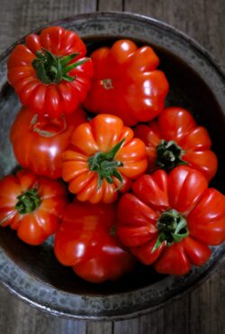 Tomato Costoluto Genevese LAH 2025 web _DSF7789 scaled