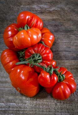 Tomato Costoluto Genevese LAH 2025 web _DSF7782 scaled