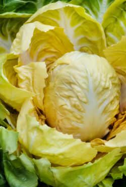 Chicory YELLOWSTONE 1