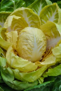 Chicory YELLOWSTONE 2 scaled 1