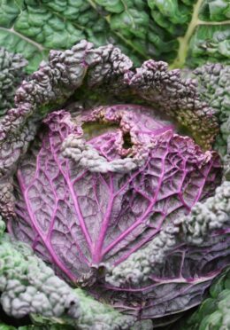 Cabbage Purple Rain 1 scaled 1