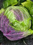 Cabbage Purple Rain 2 scaled 1