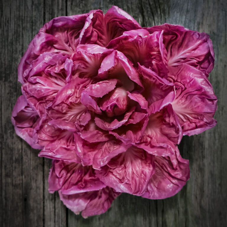 Chicory Rose of Venice LAH 2024 web_DSF2536 scaled 1