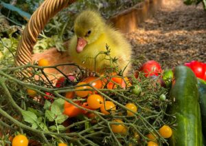 5a19a365 63af 4ffa 8b10 b408e493094a