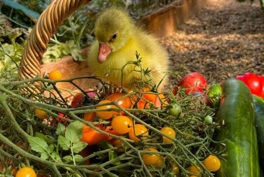 5a19a365 63af 4ffa 8b10 b408e493094a