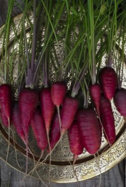 Carrot Atomic Red 1 scaled 1