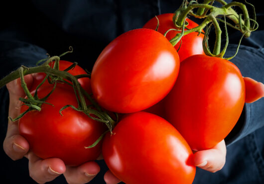Tomato Amish Paste web_1120456400 scaled